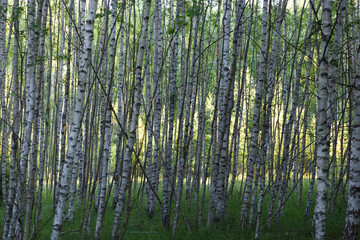 natural filled frame background wallpaper shot of endless rows of black and white Russian birch tree trunks in a deep forest with vibrant green grass and vegetation around. Taken in Russia
