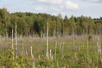 Day shot of a swamp field with rows of dead broken naked birch tree trunks, tall green trees and a forest in the background. Ivanovo, Vladimir Oblast, Russia