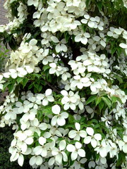 初夏の満開の山法師の花