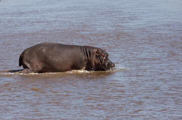 Hippopotamus entering in Mara river