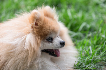 Head of a panting Keeshond in the green grass of a park