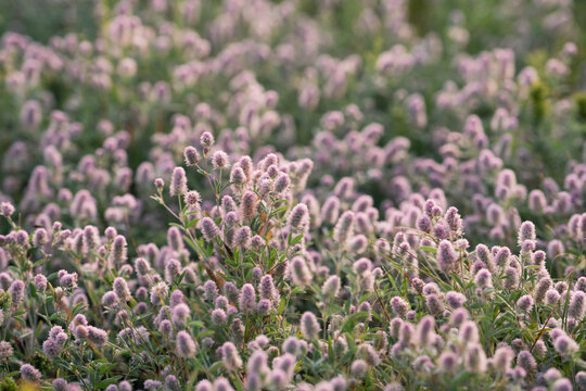 Trifolium arvense , commonly known as hare's-foot clover, rabbitfoot clover, stone clover or oldfield clover. Place for text.
