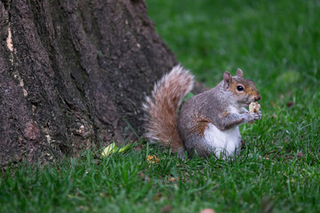 Naklejka na ściany i meble Squirrel In Grass eating before a tree