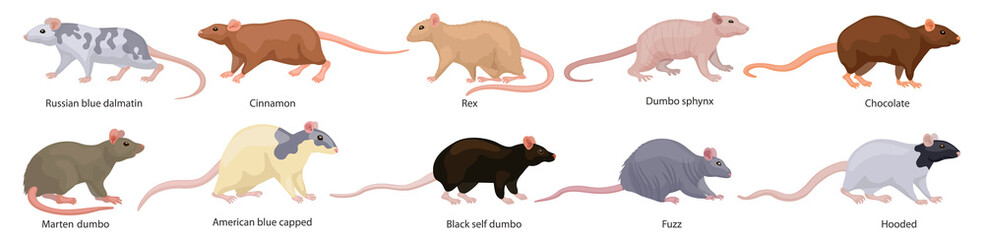 Mouse vector illustration on white background. Isolated cartoon set icon animal. Vector cartoon set icon mouse.