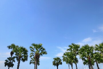 Fototapeta premium Coconut tree and palm tree with blue sky and white cloud in summer time. Nature background concept.