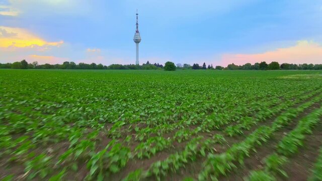 Flying very low above young green field of corn approaching the TV tower in Dobrich, Bulgaria
