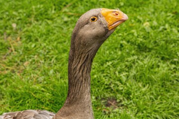Kholmogorsky goose domestic bird breed