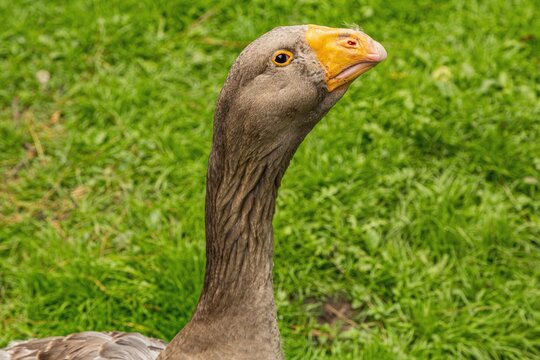 Kholmogorsky goose domestic bird breed
