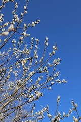 A flowering shrub of goat willow (Salix caprea). Branches of pussy willow in sunny day against the bright blue sky