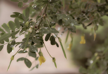 Delikatne rozmyte tło z żółtymi kwiatami karagany syberyjskiej akacji