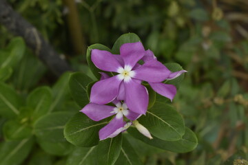 Fototapeta premium A closeup photograph of a flower plant at bloom time.
