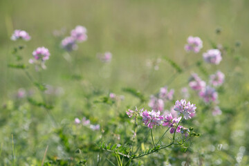 Fototapeta premium Securigera varia (synonym Coronilla varia), commonly known as crownvetch or purple crown vetch, is a low-growing legume vine.