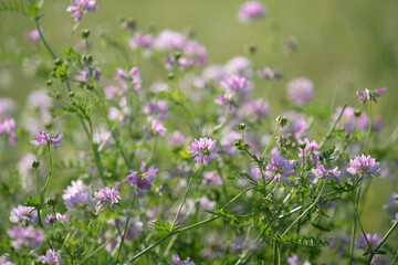 Obraz premium Securigera varia (synonym Coronilla varia), commonly known as crownvetch or purple crown vetch, is a low-growing legume vine.