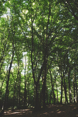 green forest in the morning