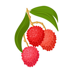 Lychee vector icon.Cartoon vector icon isolated on white background lychee.