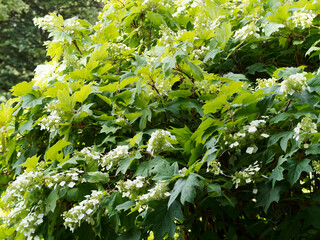 Hydrangea quercifolia | Hortensia à feuilles de chêne