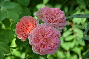 Wonderful view of a beautiful flower of the rose plant, on a green background in the garden of a country house close-up in summer