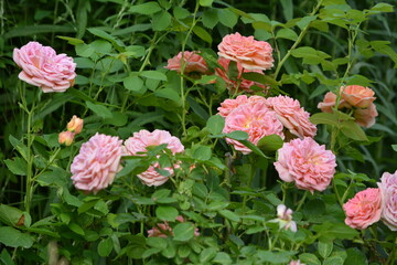 Wonderful view of a beautiful flower of the rose plant, on a green background in the garden of a country house close-up in summer