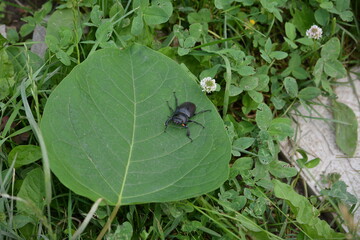 Deer beetle (Lucanus cervus) female on a green leaf in the garden of a country house close-up