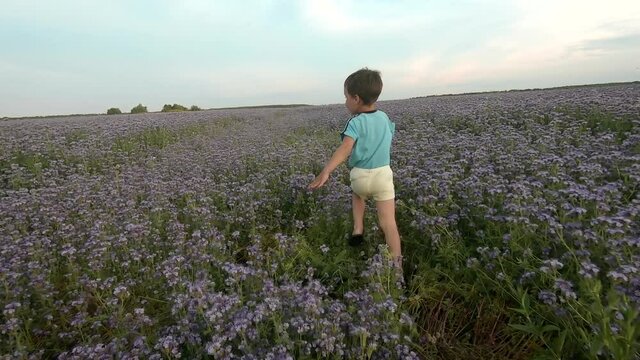 Handheld slow motion shot of a barefoot cute child running through an agricultural field in summer. A 4-5-year-old boy plays on a plantation with phacelia flowers and turns playfully to the camera