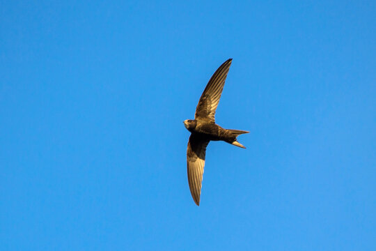 Black swift flying on the blue sky. Common Swift (Apus apus).