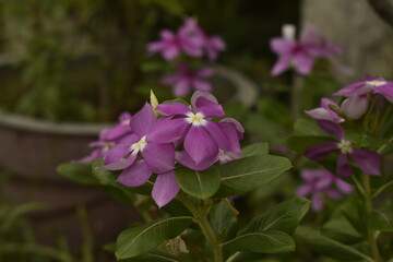 Fototapeta premium A closeup photograph of a flower plant at bloom time.