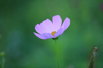 Fototapeta premium コスモス こすもす 秋桜 コスモスの花 こすもすの花 秋桜の花