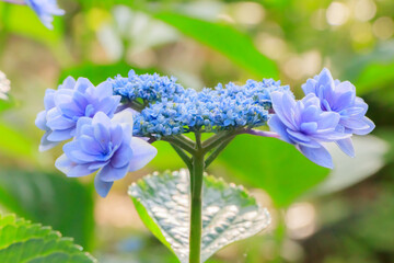 ガクアジサイ　高塔山公園　福岡県北九州市　Lacecap hydrangea Takatoyama park Fukuoka-ken Kitakyusyu city