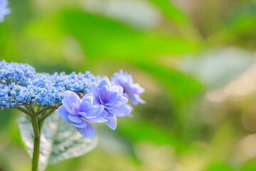 ガクアジサイ　高塔山公園　福岡県北九州市　Lacecap hydrangea Takatoyama park Fukuoka-ken Kitakyusyu city