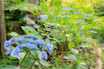 ガクアジサイ　高塔山公園　福岡県北九州市　Lacecap hydrangea Takatoyama park Fukuoka-ken Kitakyusyu city
