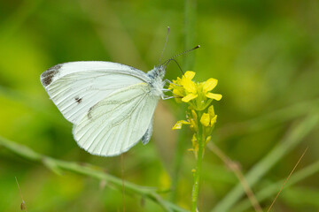 Green-veined white, Pieris napi, butterfly eating on the yellow flower