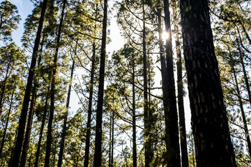 Obraz premium Forest with high pines trees and beauty of nature wood - save the planet and care plants concept