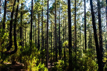 Forest with high pines trees and beauty of nature wood - save the planet and care plants concept
