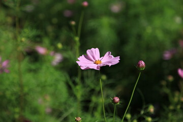 コスモス　こすもす　秋桜　コスモスの花　こすもすの花　秋桜の花
