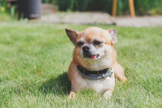 Cute Red Dog Chihuahua Lies On A Green Meadow Near The House