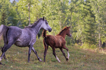 mare and foal running at summer pasture.