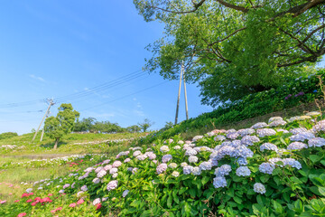 あじさい　高塔山公園　福岡県北九州市　Hydrangea Takatoyama 
park Fukuoka-ken Kitakyusyu city