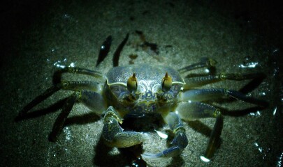 Crab on the night beach