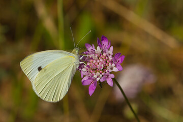 Mariposa blanca de venas verdes, Pieris napi, comiendo en la flor lila.