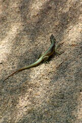 Lizard on the background of granite rock