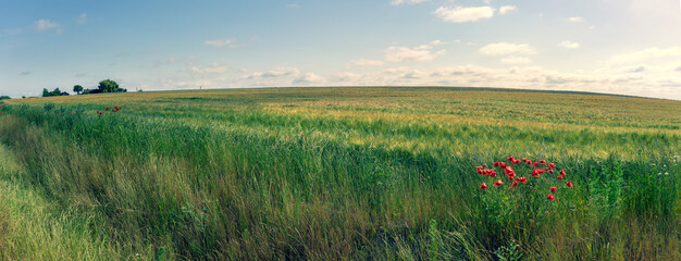 Red poppies and wildflowers on an agricultural field to the horizon. Sunny bright day with clouds in the sky. Latvia. Baltic state