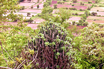 the beautiful flowers outdoor photos 