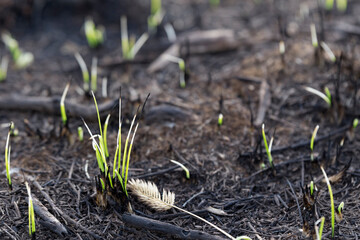 Burned-out young grass. Charred, fertile land. After a forest fire. Young shoots of plants....