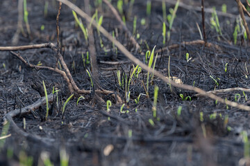 Burned-out young grass. Charred, fertile land. After a forest fire. Young shoots of plants....