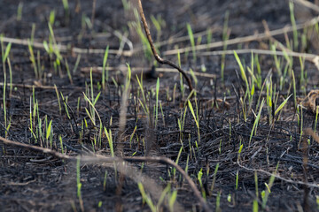 Burned-out young grass. Charred, fertile land. After a forest fire. Young shoots of plants. Consequences of global warming. Fire in nature.