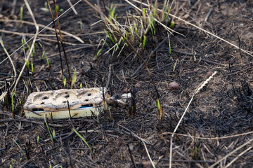 Burned-out young grass. Charred, fertile land. After a forest fire. Source of ignition. Electricity. Consequences of global warming.