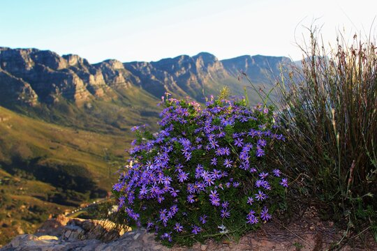 Scenic view of asters in Table Mountain National Park