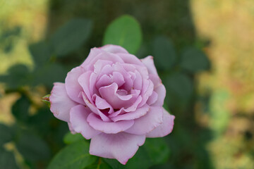 Pink rose, English rose in the garden with blurry background