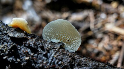 magical wild mushrooms and fungi in New Zealand
