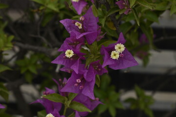 purple flowers in the garden